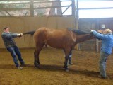 Koń po hipoterapii także potrzebuje terapii.
