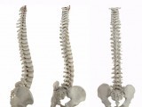 Coraz bliżej zrozumienia osteoporozy