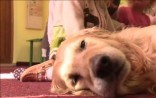 Dogoterapia - leczniczy wpływ psa na człowieka